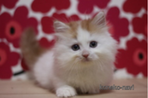 成約済の東京都のマンチカン(短足)-71215の1枚目